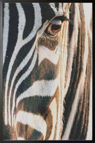 Zebra close half face view poster with black frame