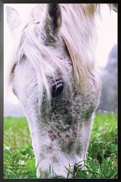 Horse eating grass poster in a black frame