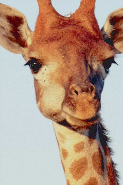 Chewing Giraffe colored poster