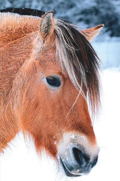 Beautiful horse poster