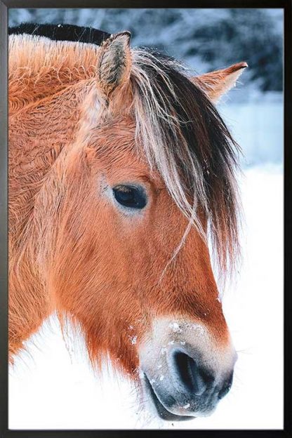 Framed Beautiful horse poster