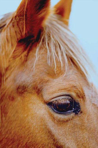 Horse Eye Poster