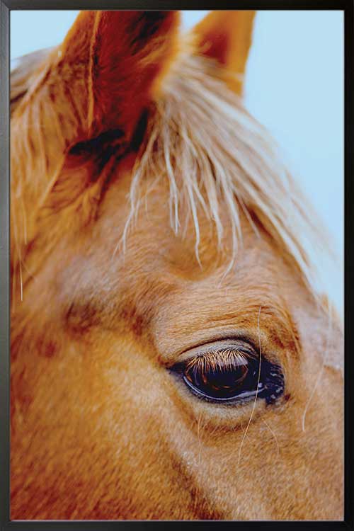 Framed Horse Eye Poster