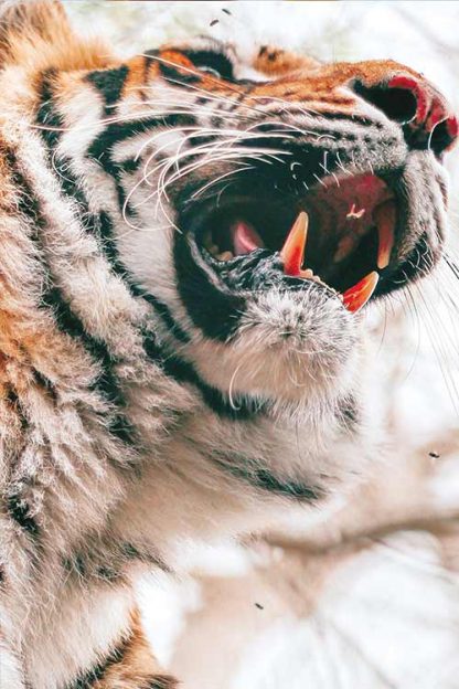 Tiger lower face view poster