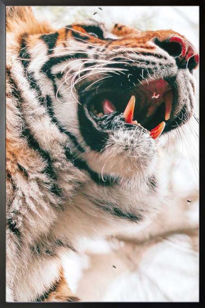 Framed Tiger lower face view poster