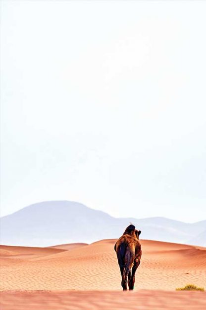 Camel back in dessert poster