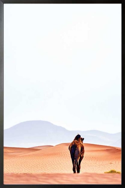 Framed Camel back in dessert poster