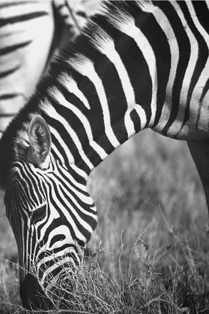 Zebra in grass B&W poster