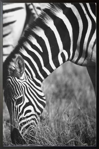 Framed Zebra in grass B&W poster