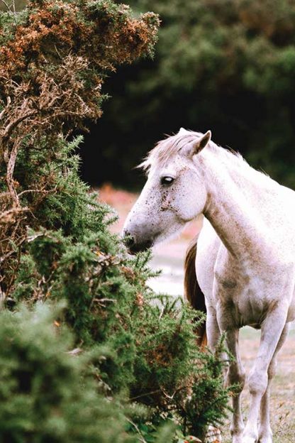 White horse and plant poster