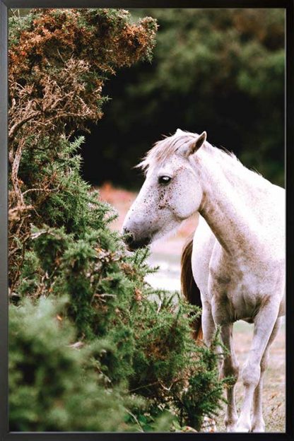 Framed White horse and plant poster