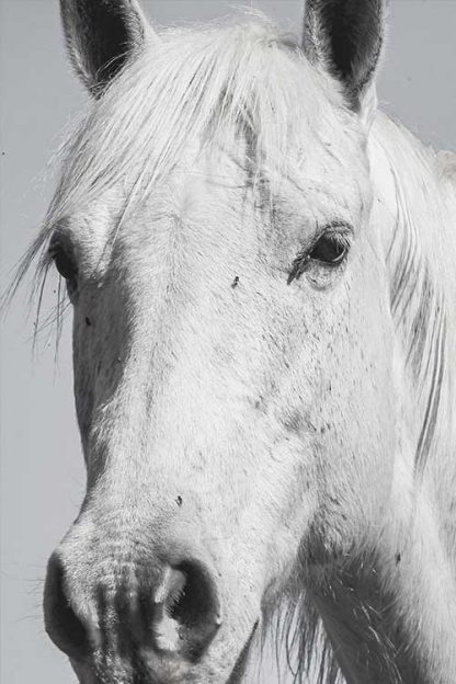 White horse in gray poster