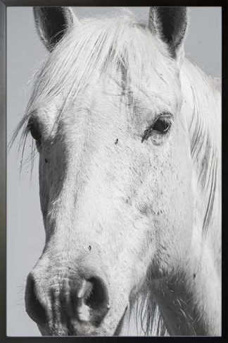 Framed White horse in gray poster