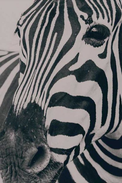 Zebra in gray tone poster
