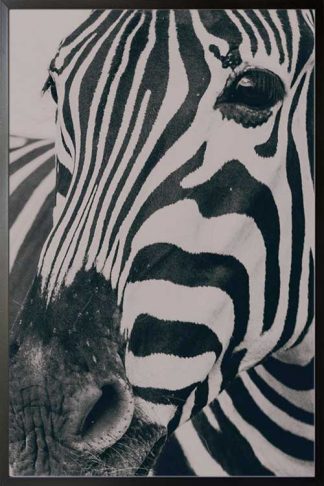 Framed Zebra in gray tone poster