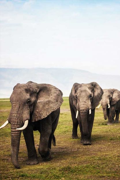3 Elephant poster