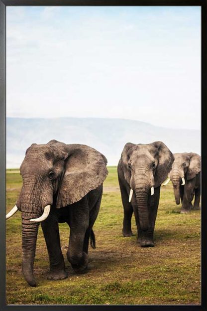 3 Elephant poster in a black frame