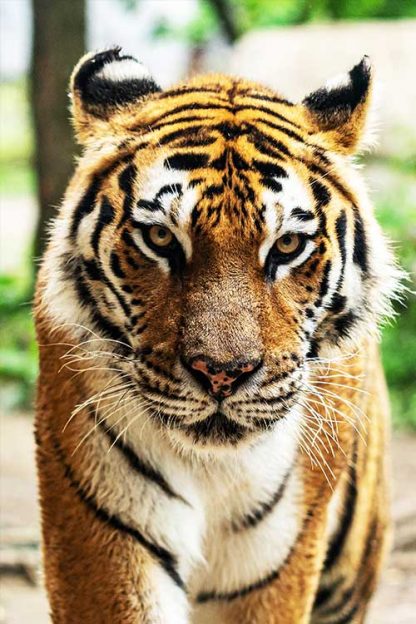 Wild tiger poster