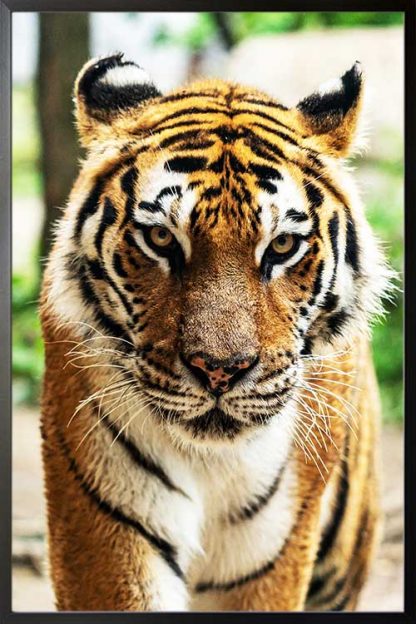 Wild tiger poster in a black frame