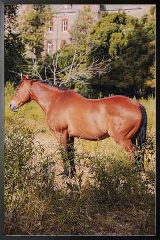 Aesthetic horse poster in a black poster frame