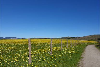 Yellow flower field poster