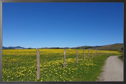 Yellow flower field poster