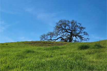 Green grass of hope poster