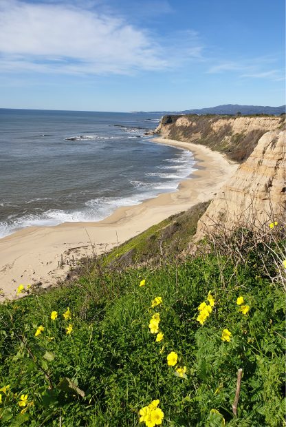 Seaside Flowers poster