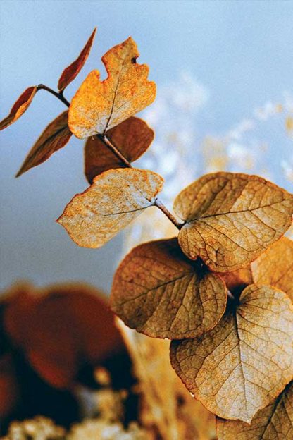 Autumn plant poster