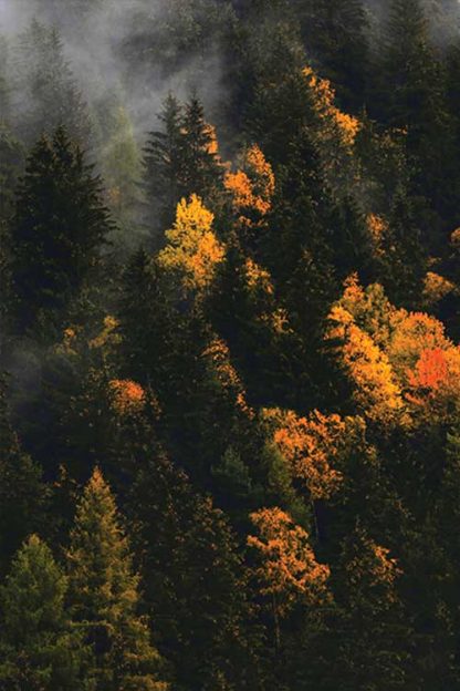 Sunburst on pine tree forest poster