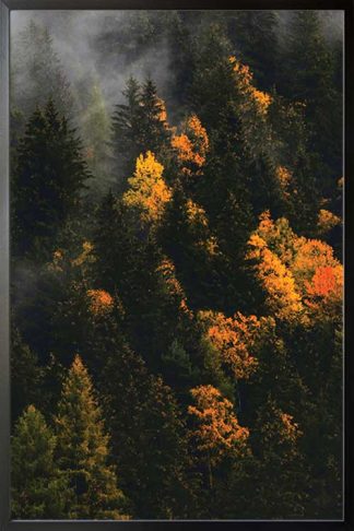 Framed Sunburst on pine tree forest poster