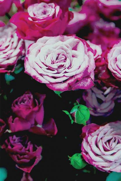 Dark roses poster