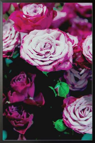 Framed Dark roses poster
