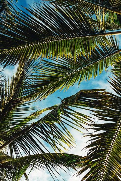 Bunch of palm leaves poster