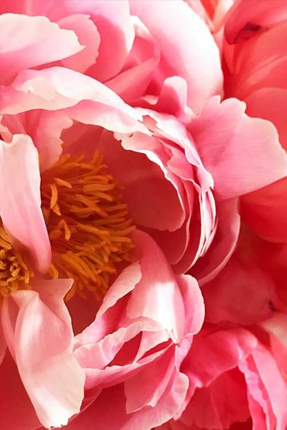 Beautiful vibrant pink flower poster
