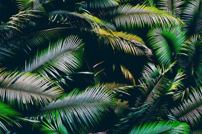 Several palm leaves poster