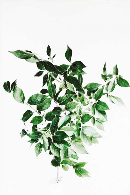 Greenery plant poster