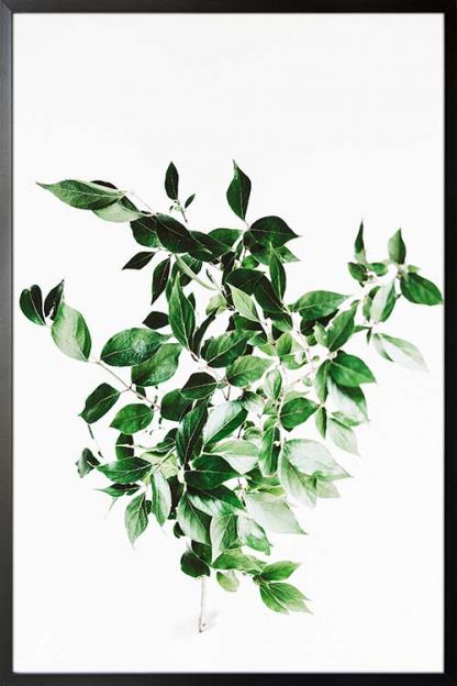 Framed Greenery plant poster