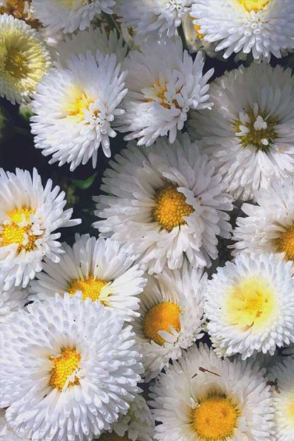 Lovely white flower poster