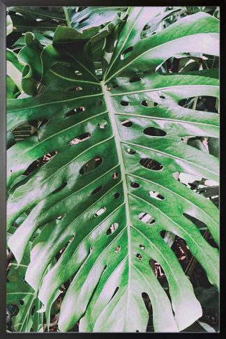 Framed Tropical leaf close view poster