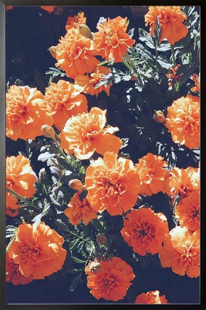 Framed Lovely marigold poster