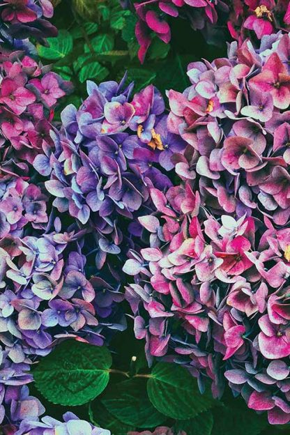 Lovely hydrangea poster