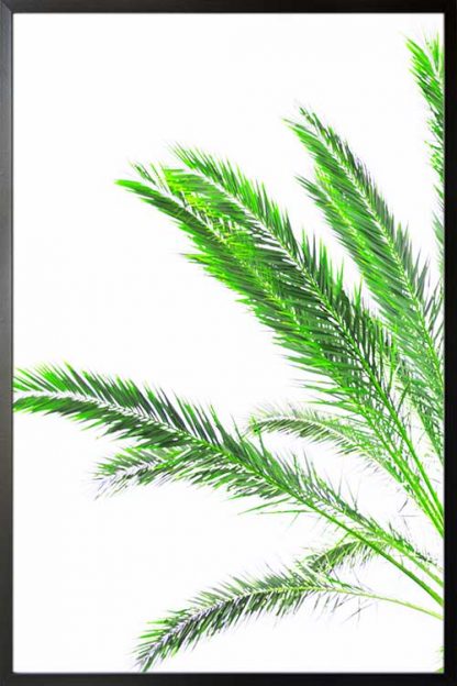 Vibrant thin palm leaves poster in a black frame