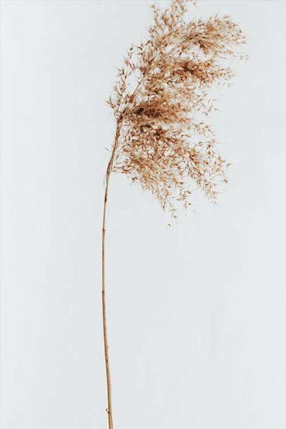 Dried sedges poster