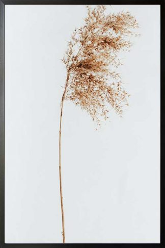 Dried sedges poster in a black frame