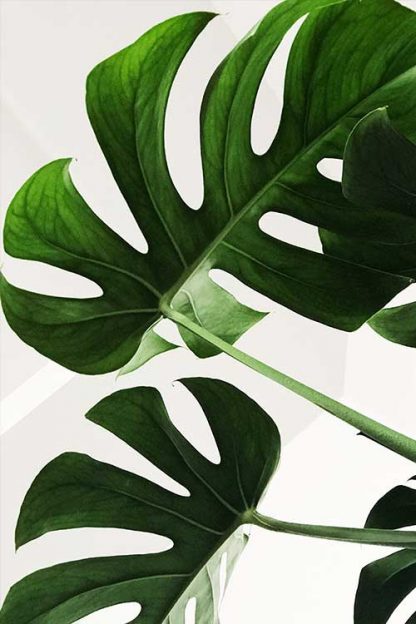 Tropical leaves in white background poster