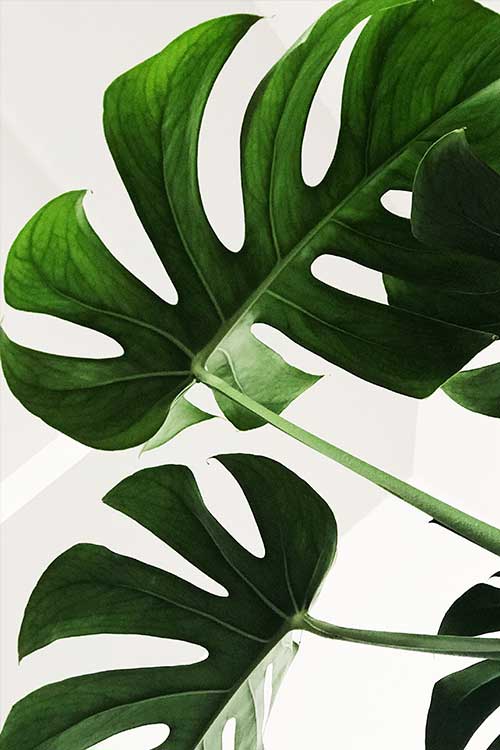Tropical leaves in white background Poster - Artdesign