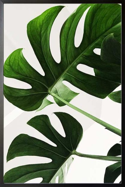 Tropical leaves in white background poster in a black frame