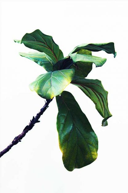 Single Vibrant plant poster