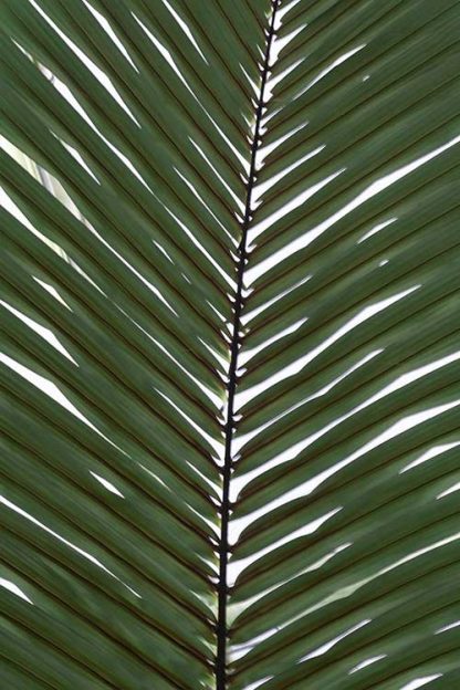 Vertical palm leaves poster